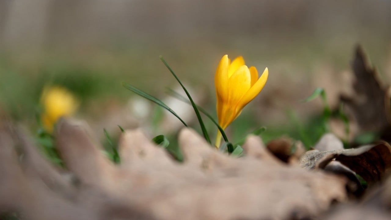Foto - Istranca’da bahar zamanı! Açan çiçekler, doğayı renklendirdi