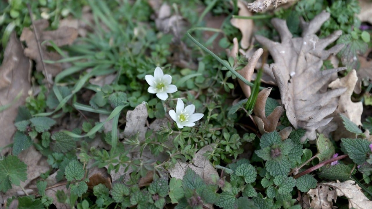 Foto - Istranca’da bahar zamanı! Açan çiçekler, doğayı renklendirdi