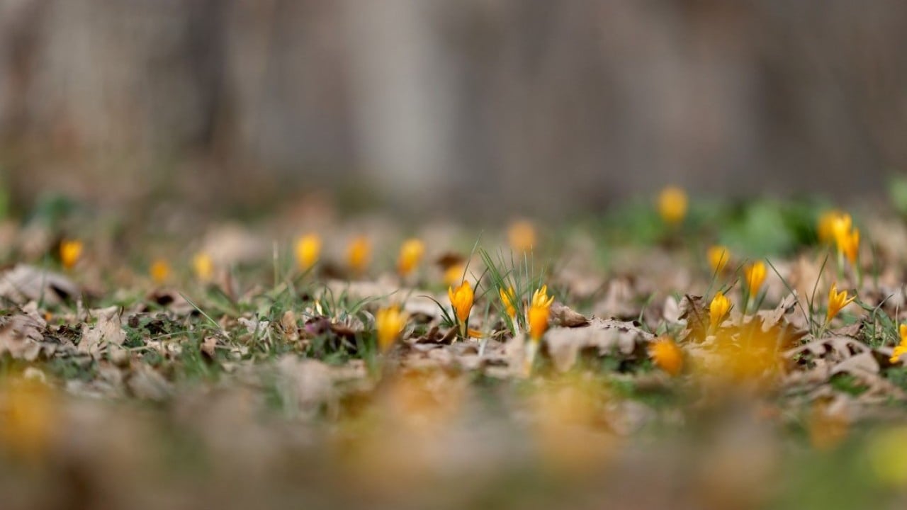 Foto - Istranca’da bahar zamanı! Açan çiçekler, doğayı renklendirdi
