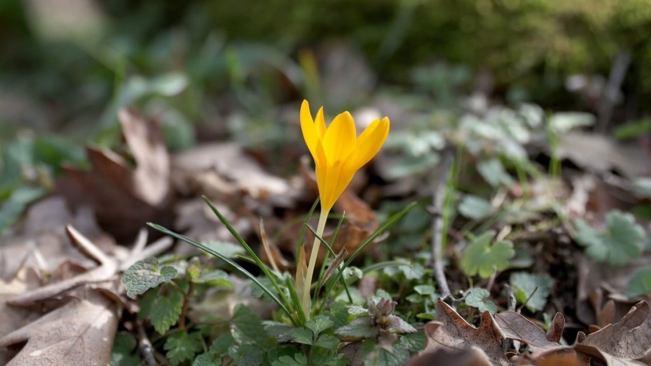 Foto - Istranca’da bahar zamanı! Açan çiçekler, doğayı renklendirdi