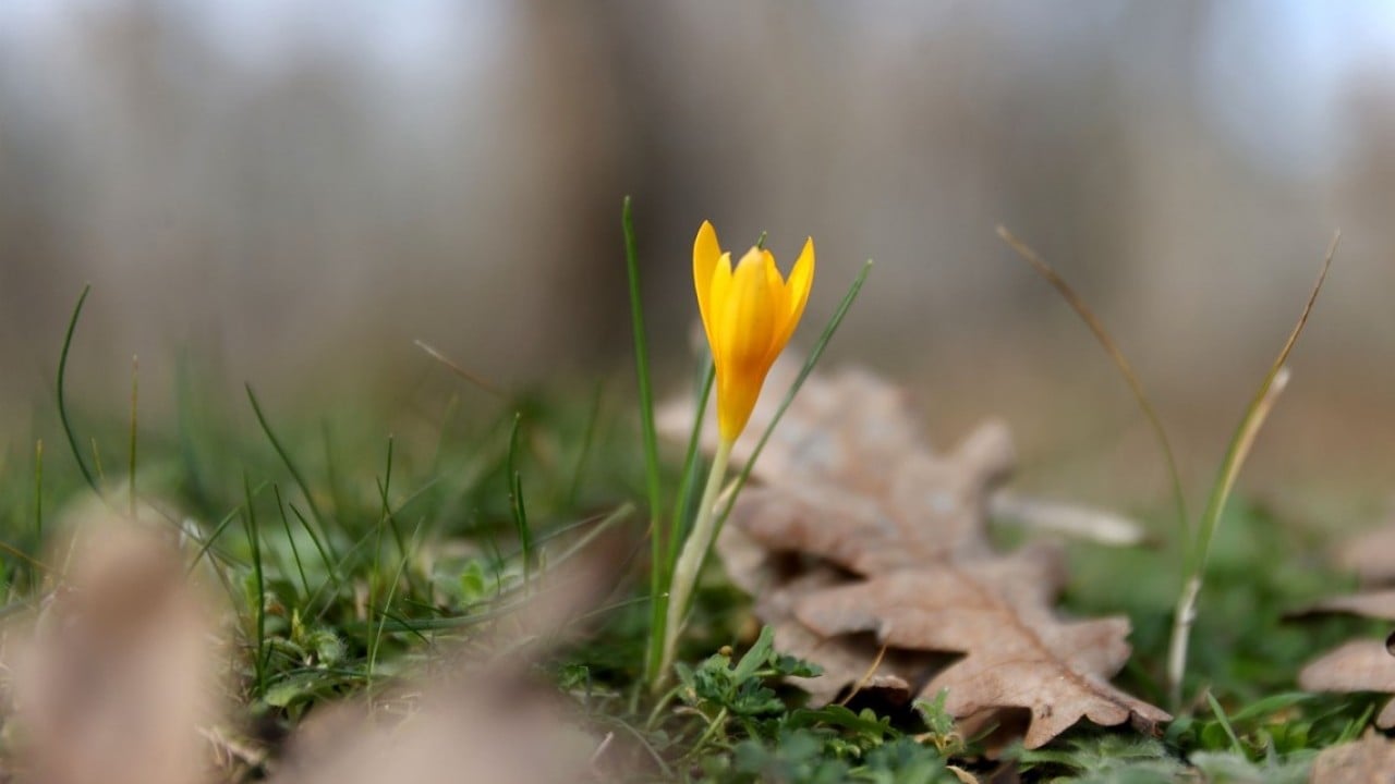 Foto - Istranca’da bahar zamanı! Açan çiçekler, doğayı renklendirdi
