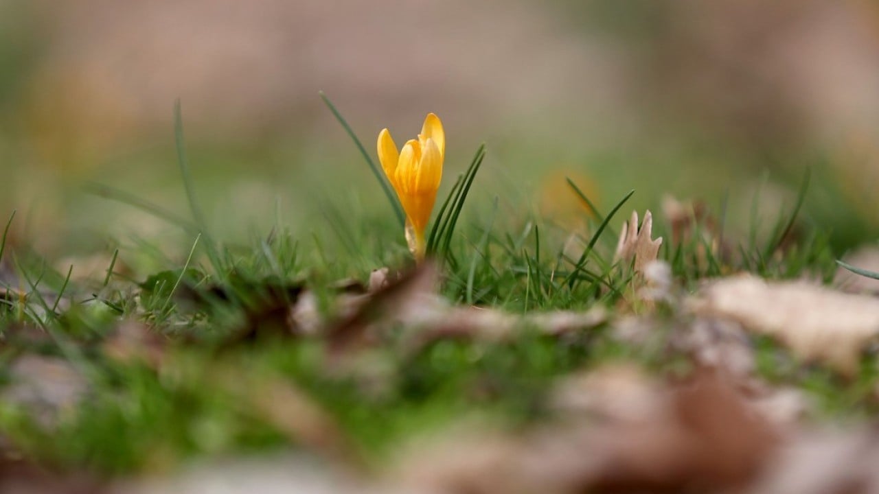 Foto - Istranca’da bahar zamanı! Açan çiçekler, doğayı renklendirdi