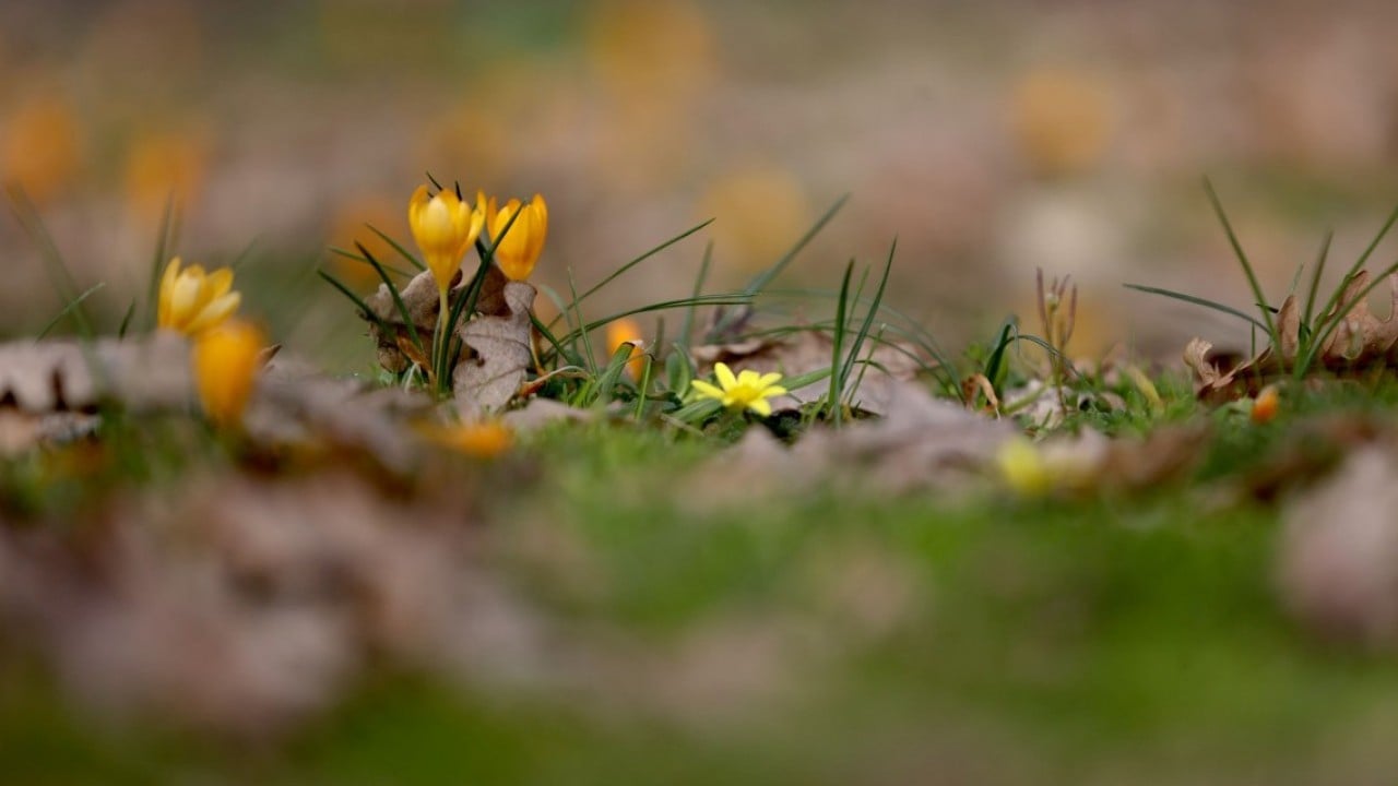 Foto - Istranca’da bahar zamanı! Açan çiçekler, doğayı renklendirdi