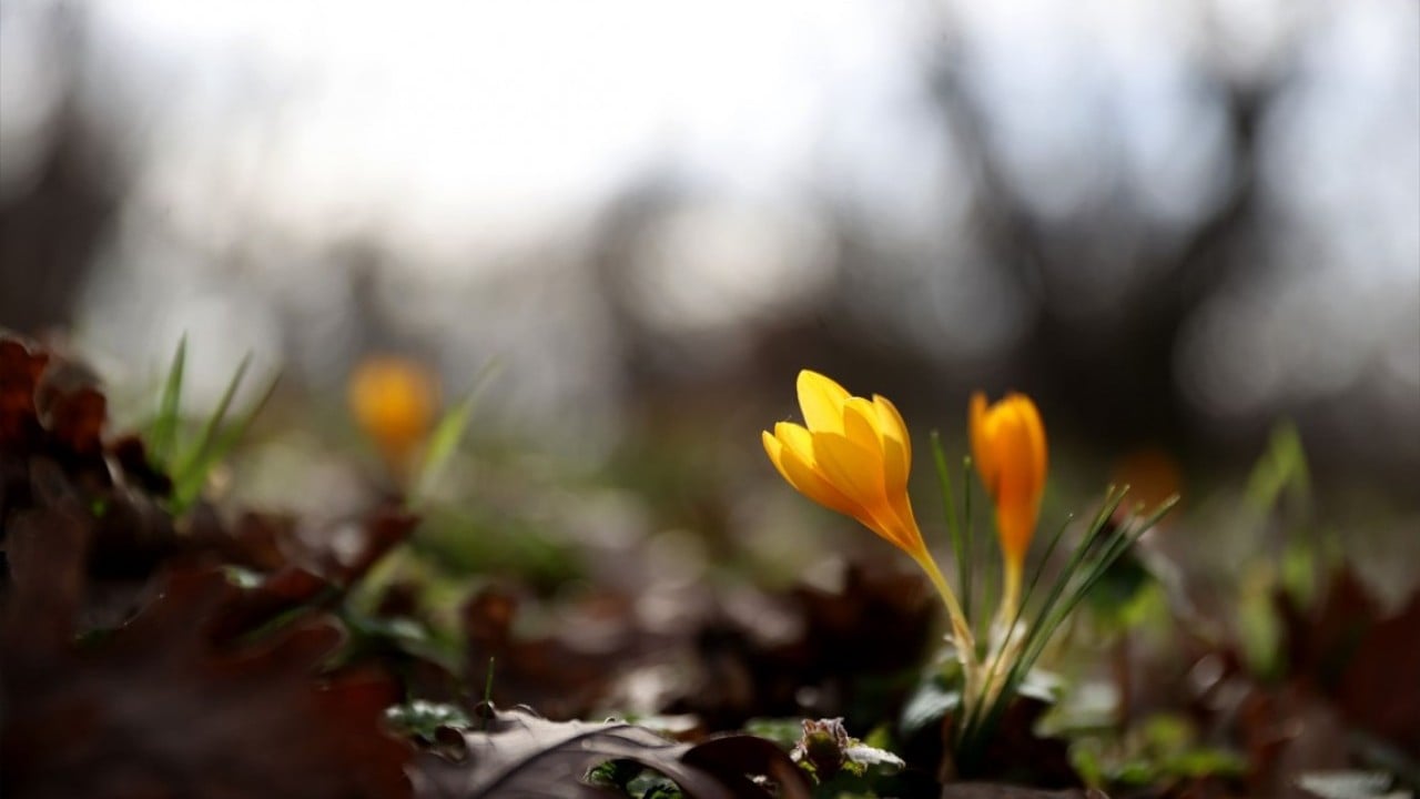 Foto - Istranca’da bahar zamanı! Açan çiçekler, doğayı renklendirdi
