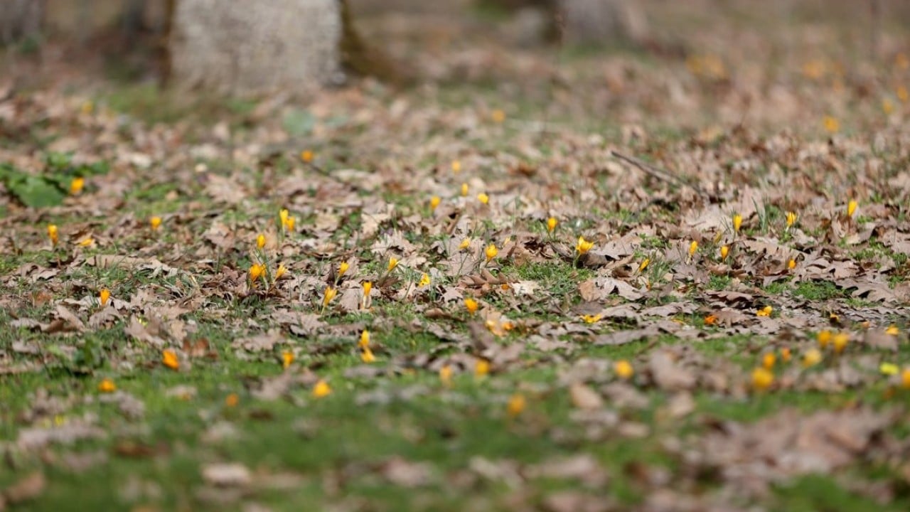 Foto - Istranca’da bahar zamanı! Açan çiçekler, doğayı renklendirdi