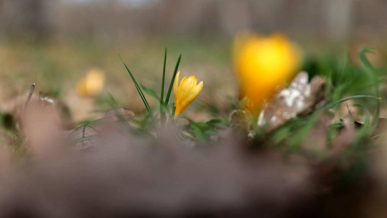 Foto - Istranca’da bahar zamanı! Açan çiçekler, doğayı renklendirdi