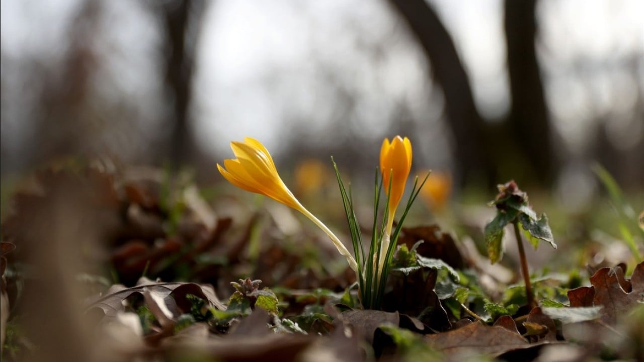 Foto - Istranca’da bahar zamanı! Açan çiçekler, doğayı renklendirdi