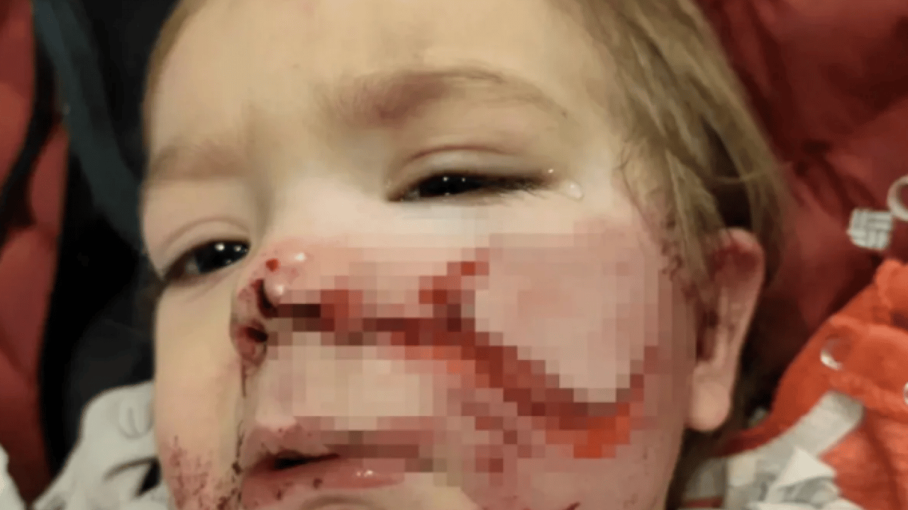 Foto - İtperestler milli güvenlik sorunu: Koruma içgüdüsüyle yapmış!