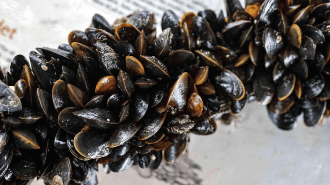 Foto - İzmir Körfezi’nde midye alarmı! Virüs iddialarına resmi açıklama