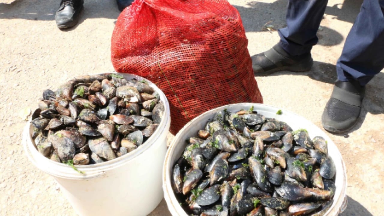 Foto - İzmir Körfezi’nde midye alarmı! Virüs iddialarına resmi açıklama