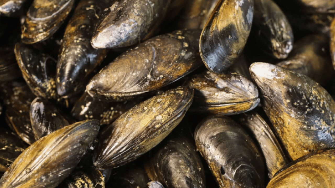 Foto - İzmir Körfezi’nde midye alarmı! Virüs iddialarına resmi açıklama