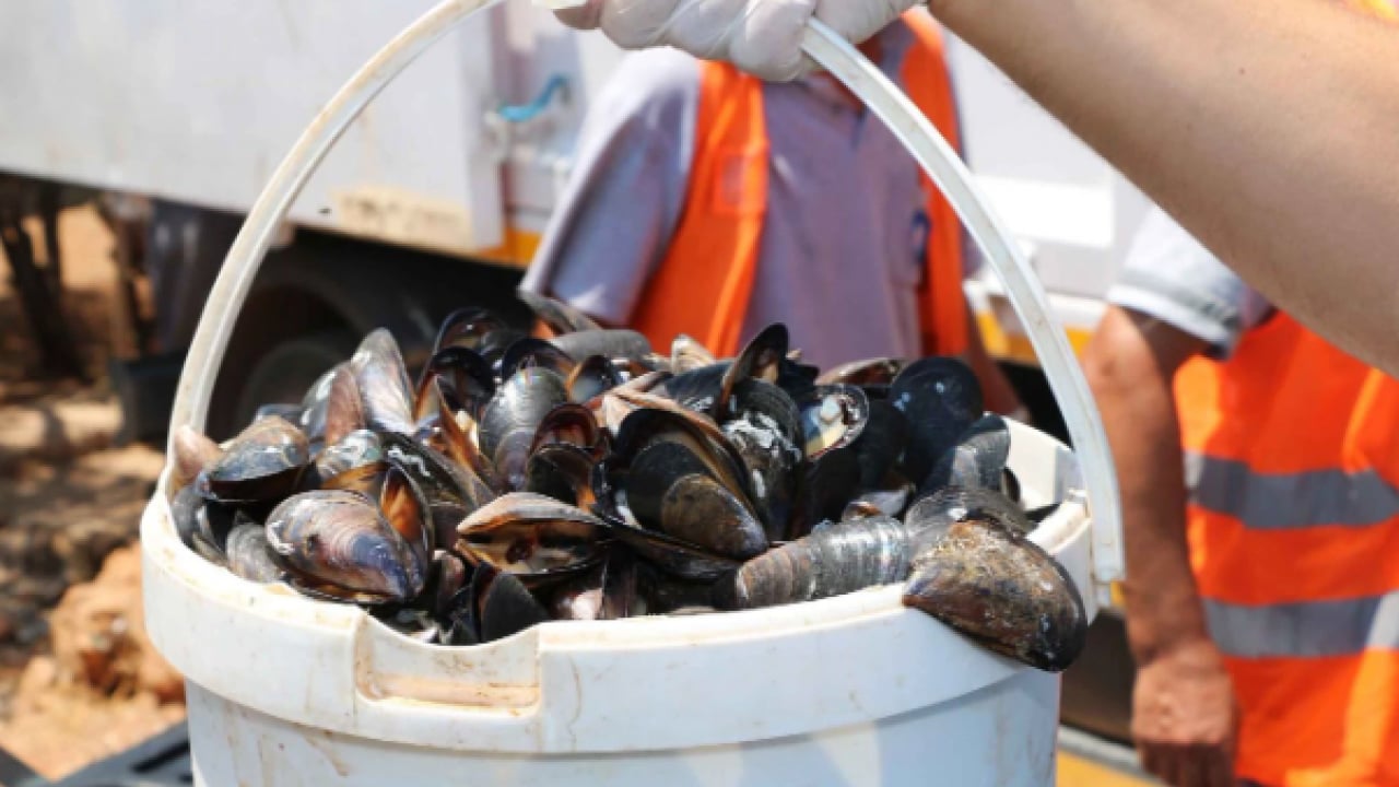 Foto - İzmir Körfezi’nde midye alarmı! Virüs iddialarına resmi açıklama