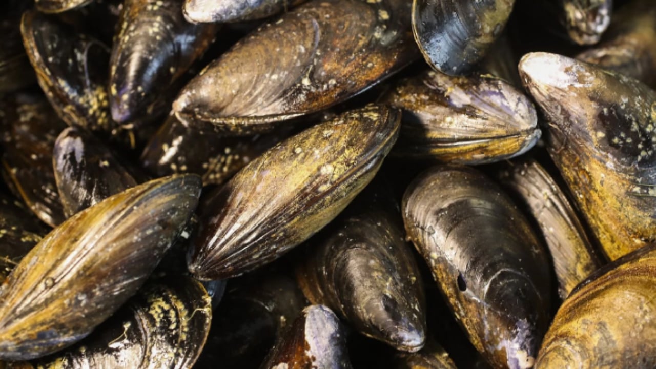 İzmir Körfezi’nde midye alarmı! Virüs iddialarına resmi açıklama