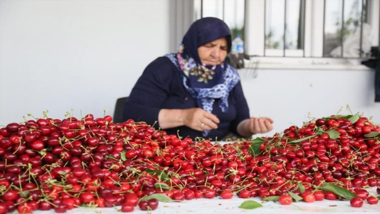 Foto - İzmir ve Manisa'da hasadı başladı! Kilosu sadece 40 TL: Tek tek elle toplanıyor, biiznillah 70 derdin devası