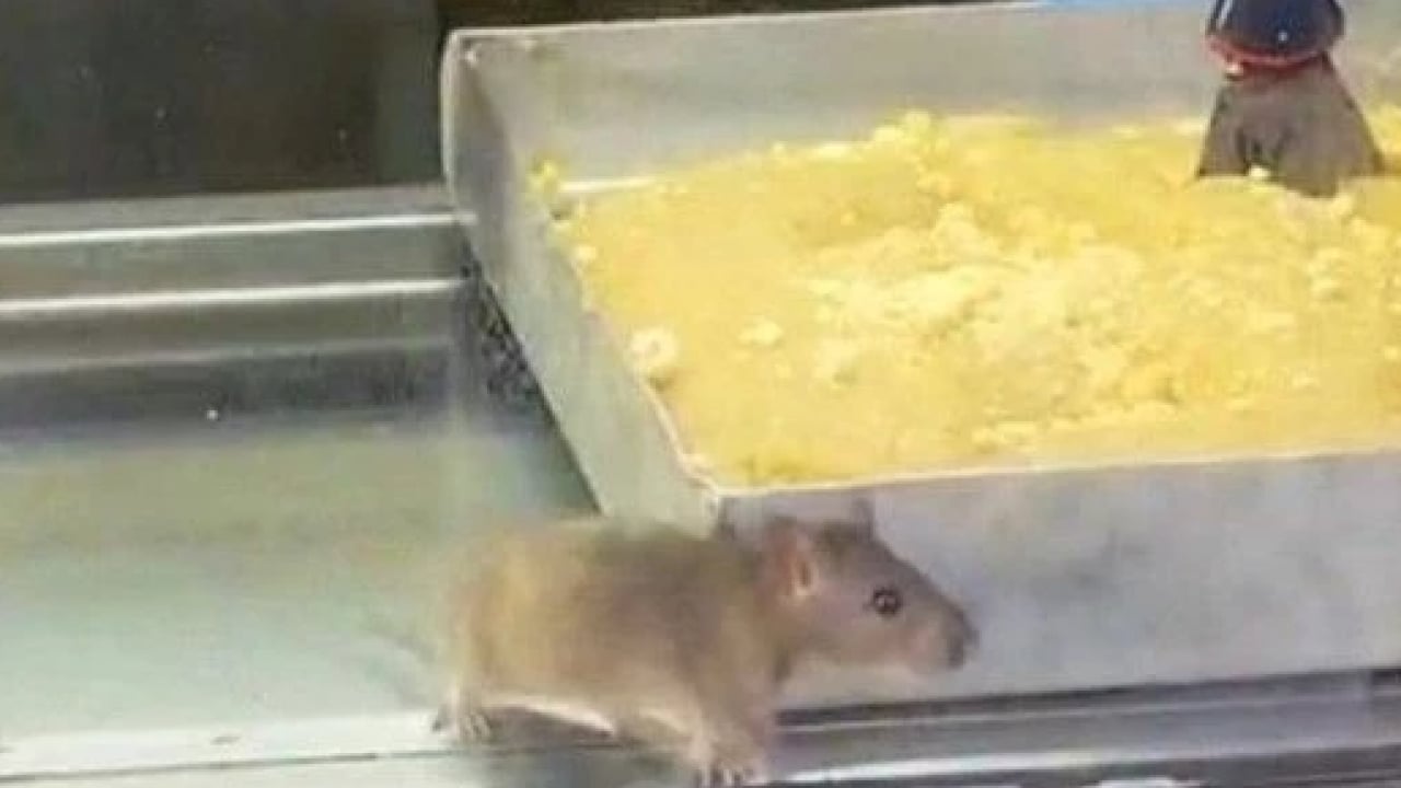 Foto - İzmir’de iğrenç görüntü! Böreklerin arasında dolandı