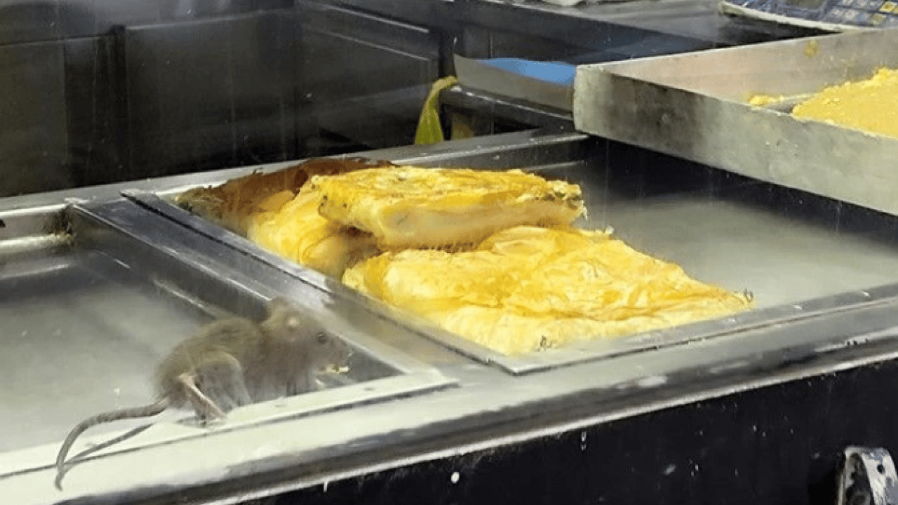 İzmir’de iğrenç görüntü! Böreklerin arasında dolandı