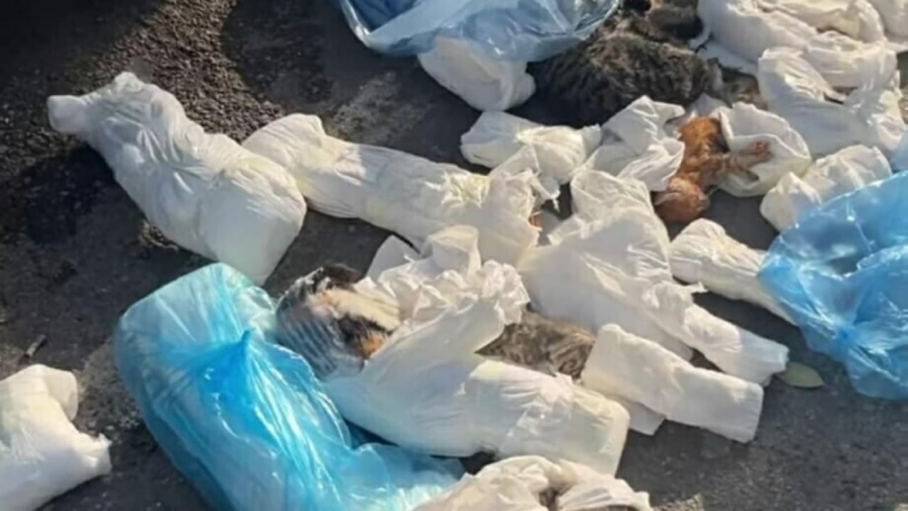 İzmir’de kan donduran vahşet! Çöp konteynerlerinin önünde onlarcası ölü bulundu