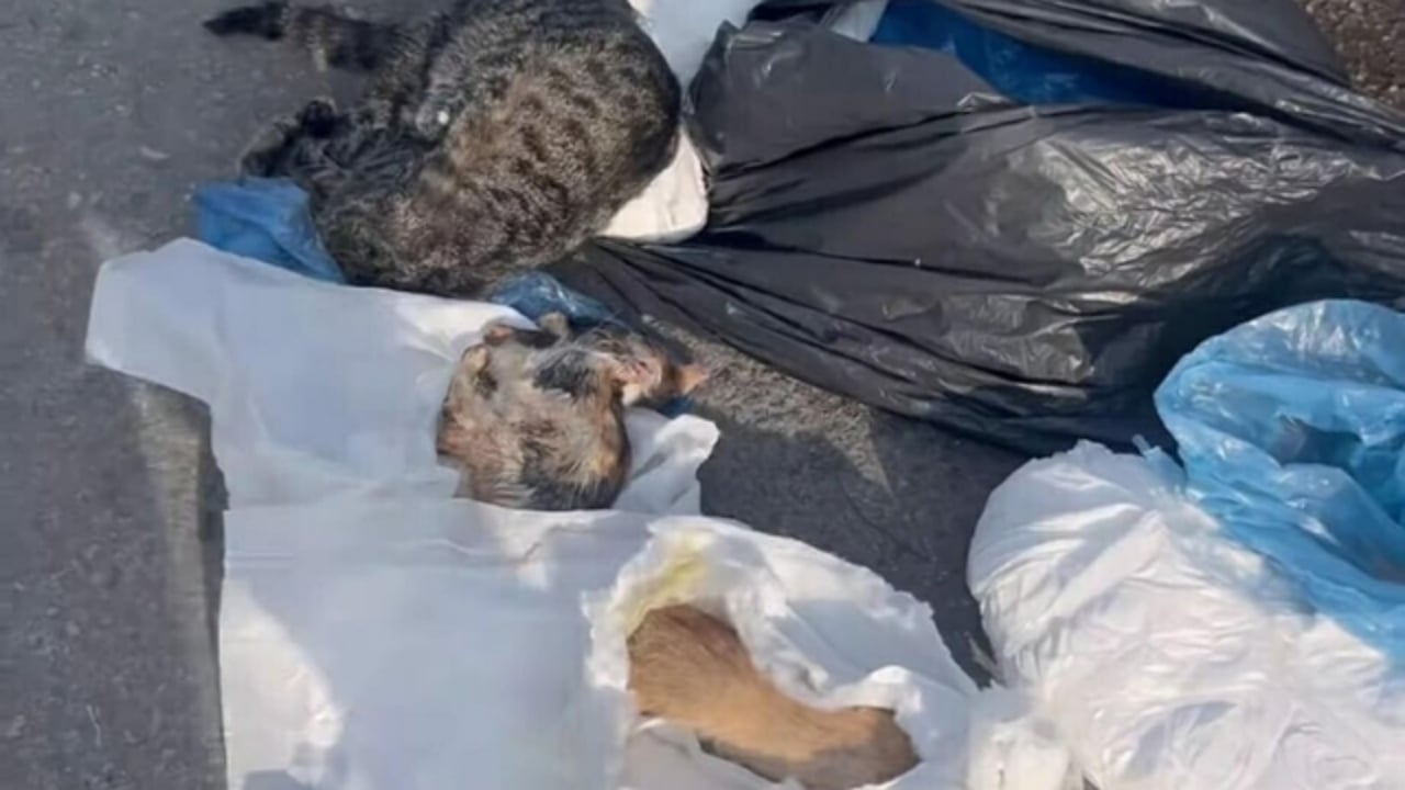 Foto - İzmir’de kan donduran vahşet! Çöp konteynerlerinin önünde onlarcası ölü bulundu