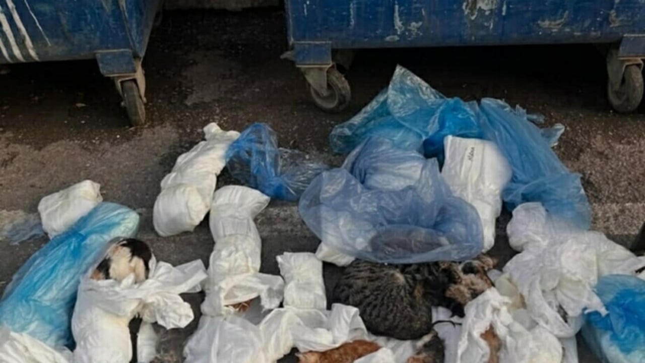 Foto - İzmir’de kan donduran vahşet! Çöp konteynerlerinin önünde onlarcası ölü bulundu
