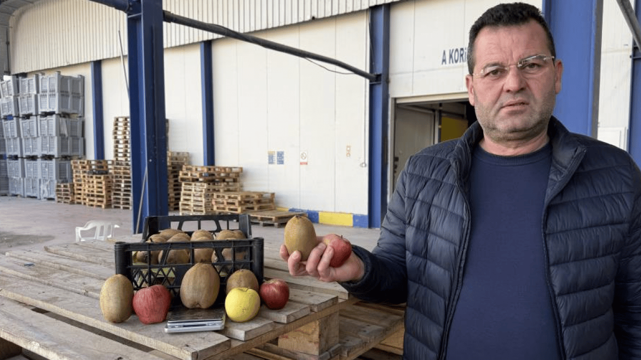 İznik'te meyve değil ‘Gülle’ yetişti: 4 kivi tam 1 kilogram! 220 gramlık dev boyutuyla Avrupa pazarı sıraya girdi