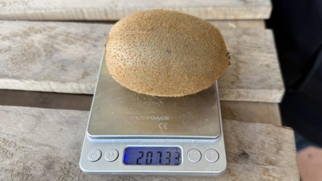 Foto - İznik'te meyve değil ‘Gülle’ yetişti: 4 kivi tam 1 kilogram! 220 gramlık dev boyutuyla Avrupa pazarı sıraya girdi