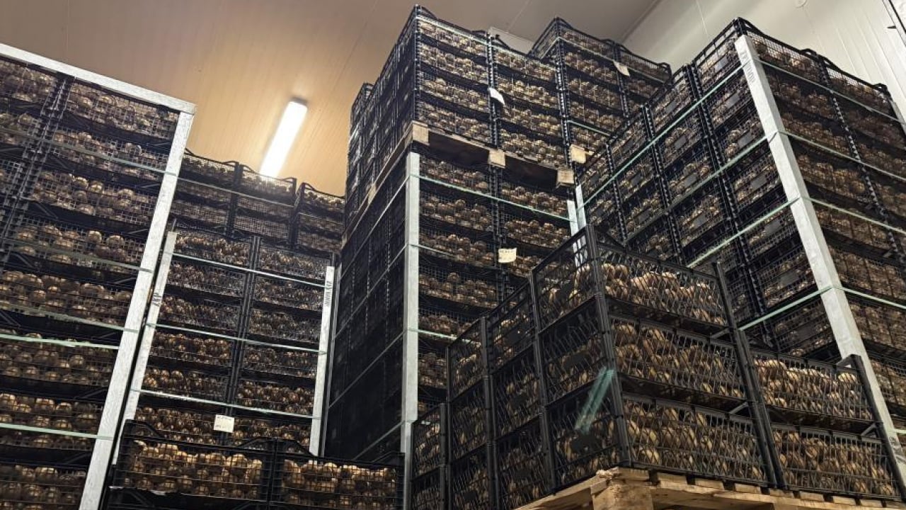 Foto - İznik'te meyve değil ‘Gülle’ yetişti: 4 kivi tam 1 kilogram! 220 gramlık dev boyutuyla Avrupa pazarı sıraya girdi