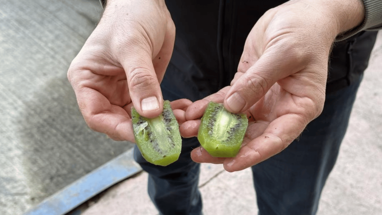 Foto - İznik'te meyve değil ‘Gülle’ yetişti: 4 kivi tam 1 kilogram! 220 gramlık dev boyutuyla Avrupa pazarı sıraya girdi