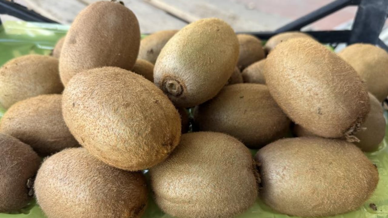 Foto - İznik'te meyve değil ‘Gülle’ yetişti: 4 kivi tam 1 kilogram! 220 gramlık dev boyutuyla Avrupa pazarı sıraya girdi