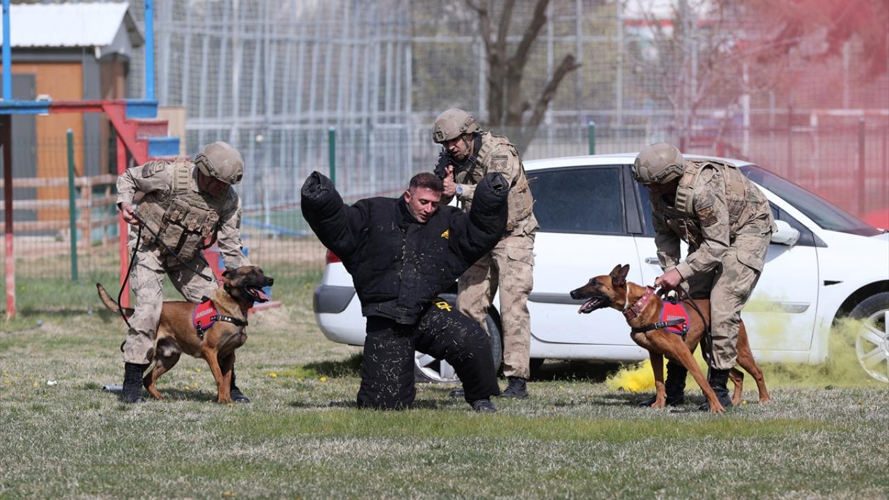 Foto - JAKEM’de zorlu eğitim! Onlar Jandarmanın sahadaki yardımcıları