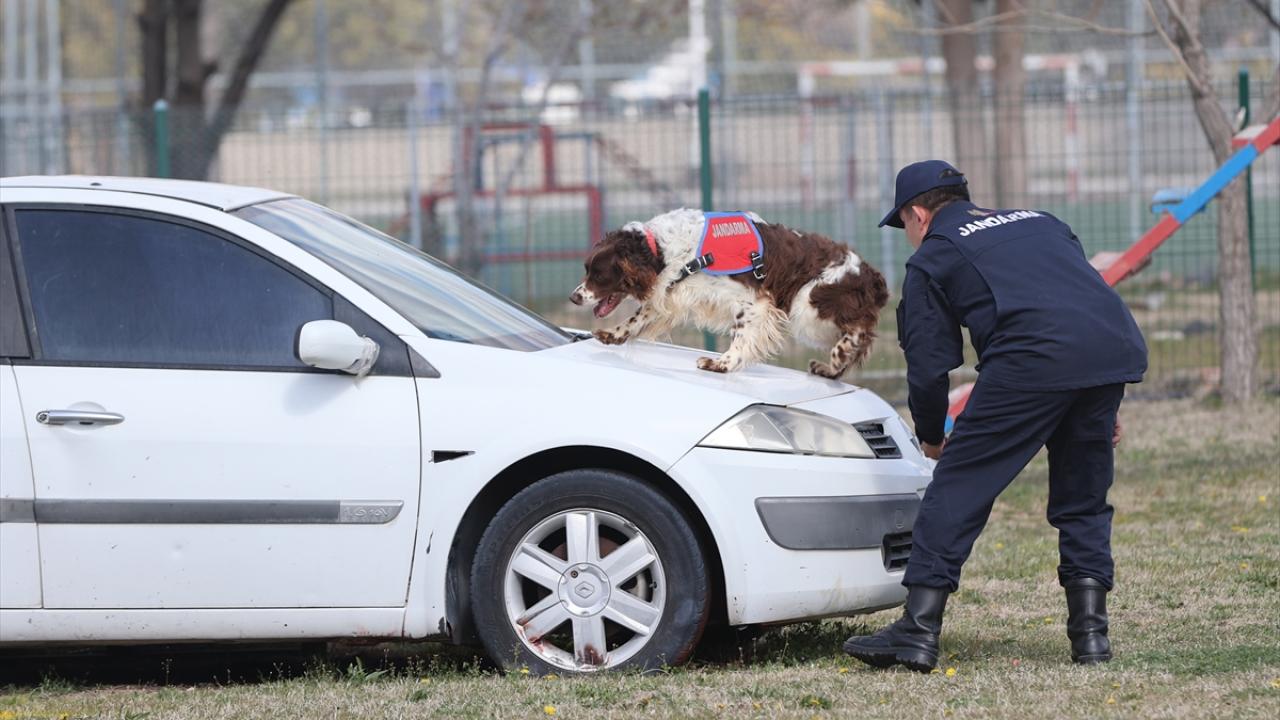 Foto - JAKEM’de zorlu eğitim! Onlar Jandarmanın sahadaki yardımcıları