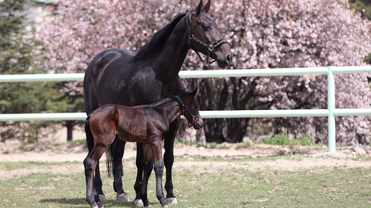 Foto - JAKEM’de zorlu eğitim! Onlar Jandarmanın sahadaki yardımcıları