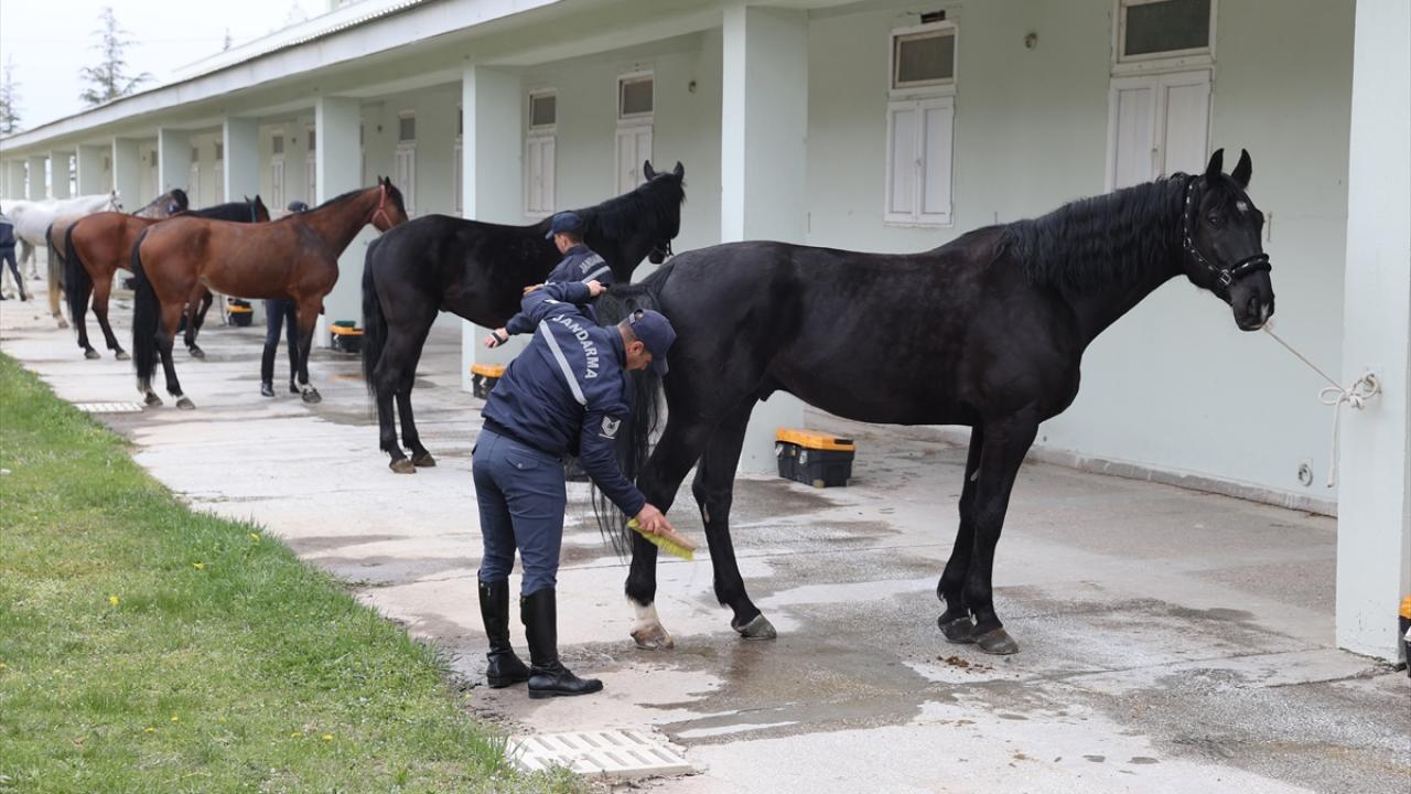 Foto - JAKEM’de zorlu eğitim! Onlar Jandarmanın sahadaki yardımcıları