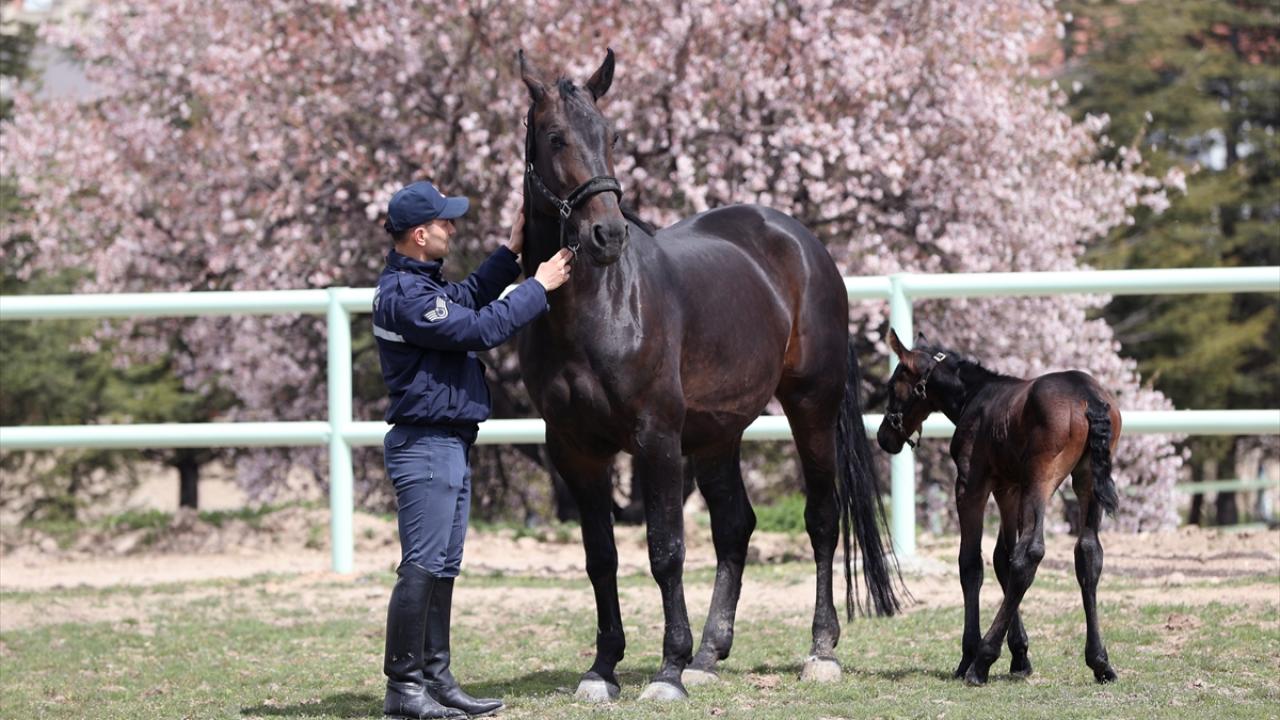 Foto - JAKEM’de zorlu eğitim! Onlar Jandarmanın sahadaki yardımcıları