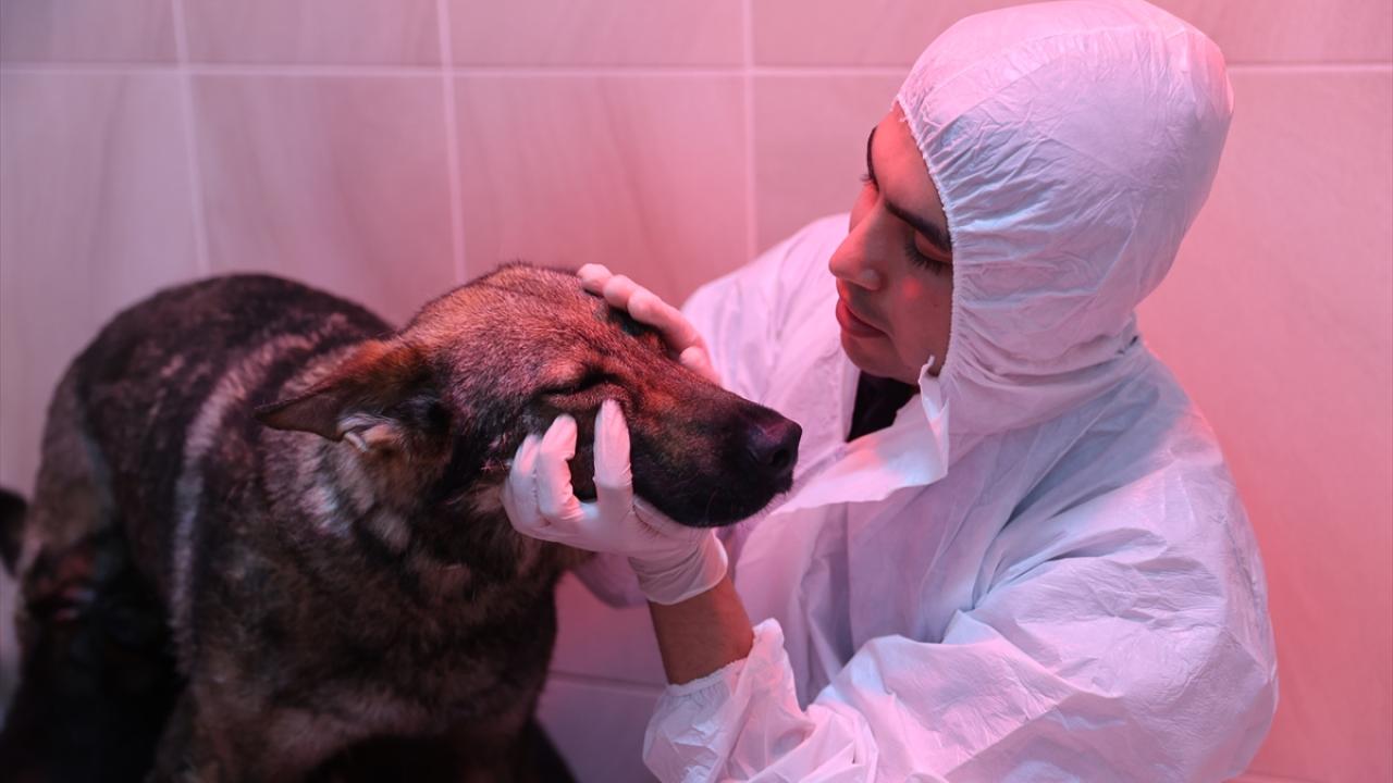 Foto - JAKEM’de zorlu eğitim! Onlar Jandarmanın sahadaki yardımcıları