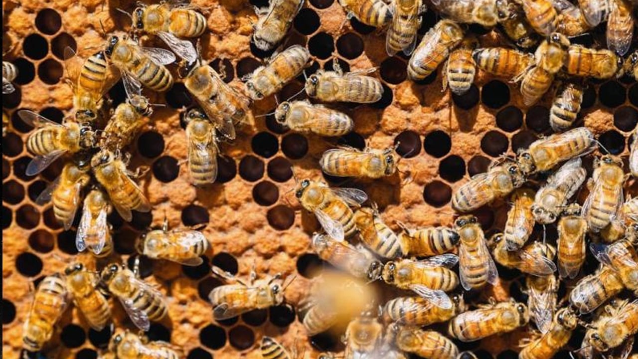 Foto - James Webb'den şaşırtan buluş, ilginç olay: Kimliği belirsiz elmas yağan gezegen! Bilim insanları tüm detayları paylaştı