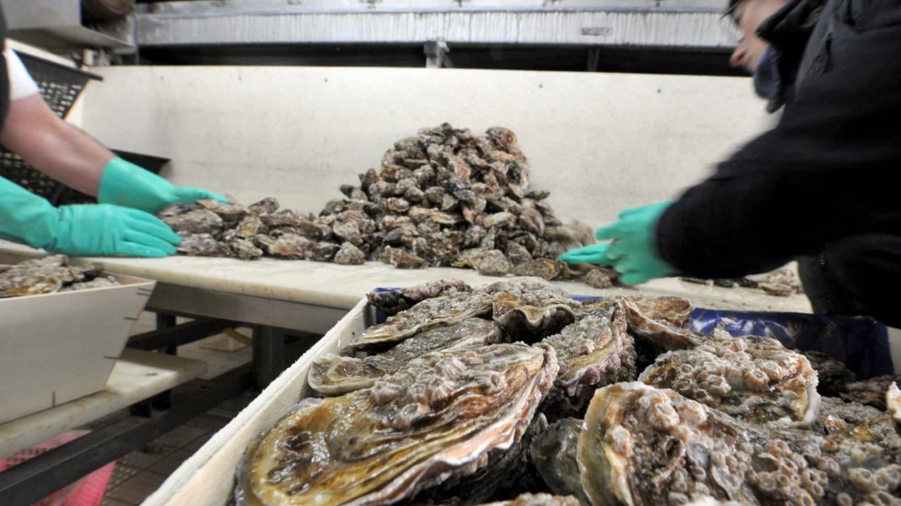 Foto - Japon yatırımcılar şok oldu: Japonlar zarara uğradı! Japonya'da istiridye ölümleri başladı: İşte sebebi