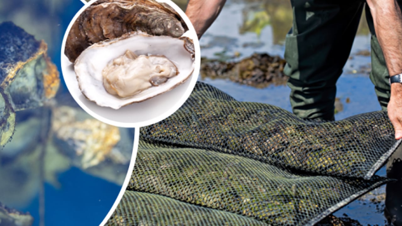 Foto - Japon yatırımcılar şok oldu: Japonlar zarara uğradı! Japonya'da istiridye ölümleri başladı: İşte sebebi