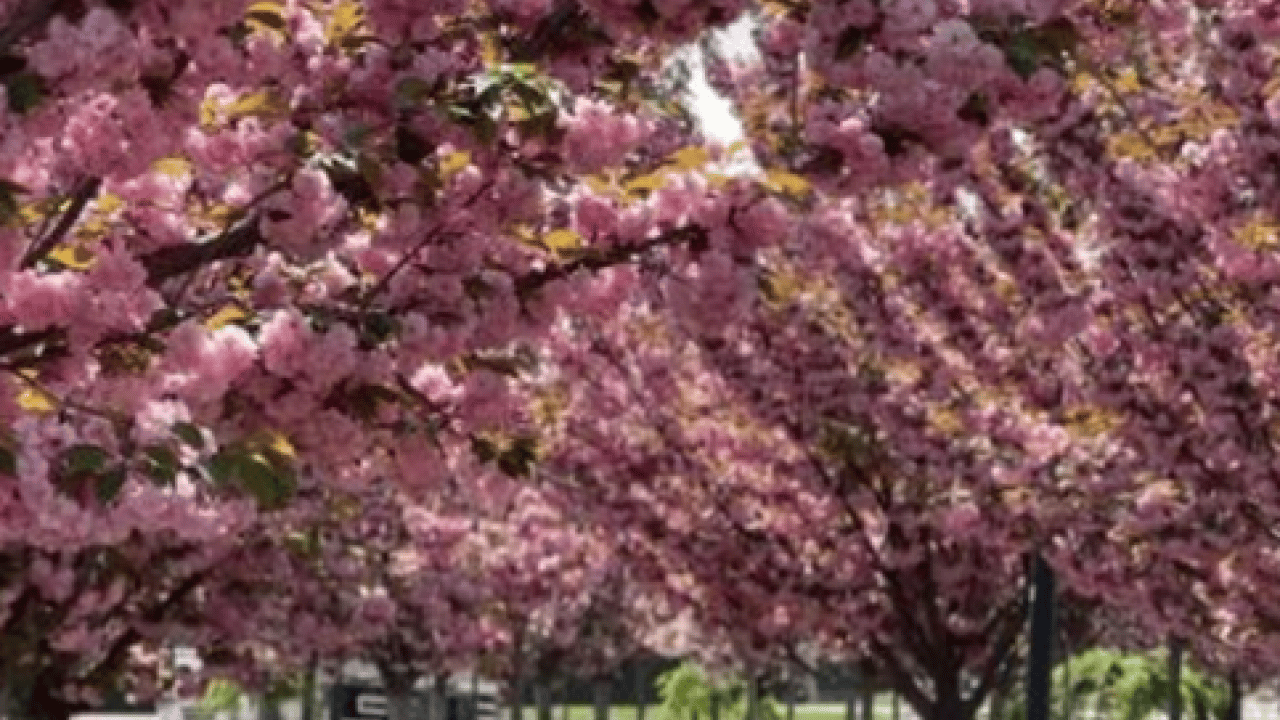 Foto - Burası Japonya değil Konya: Sakura mevsimi başladı!
