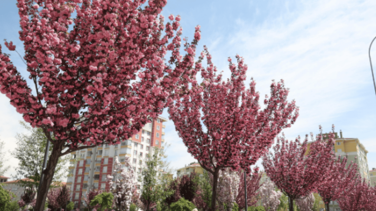 Foto - Burası Japonya değil Konya: Sakura mevsimi başladı!