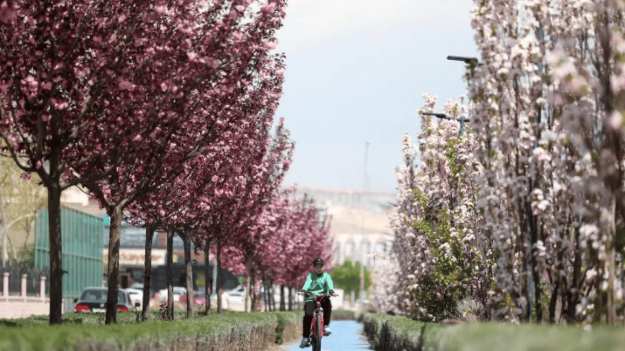 Foto - Burası Japonya değil Konya: Sakura mevsimi başladı!