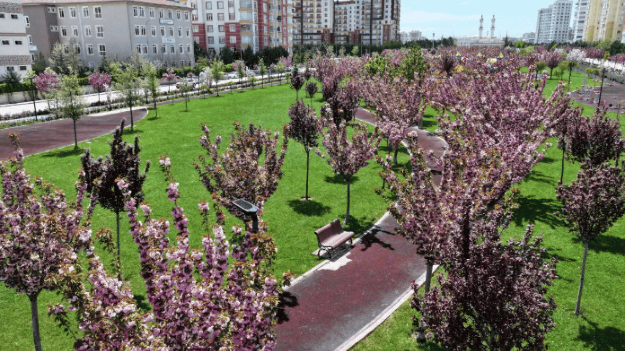 Foto - Burası Japonya değil Konya: Sakura mevsimi başladı!
