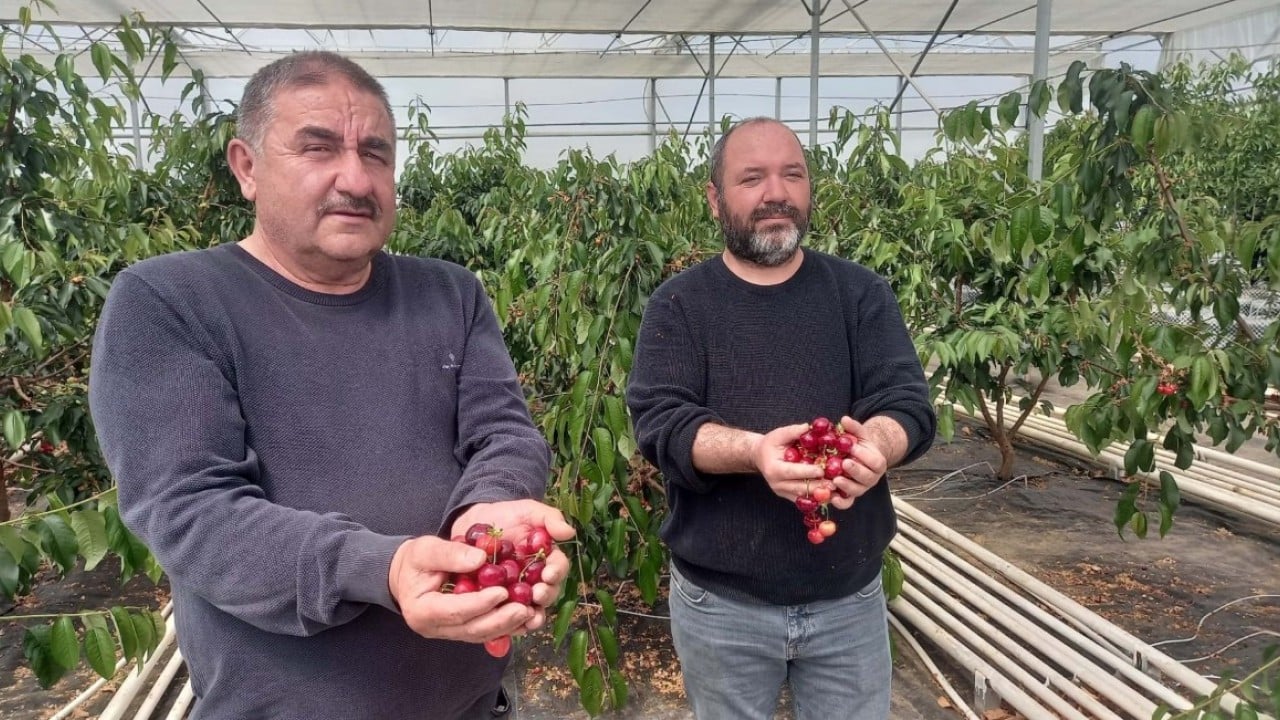 Foto - Jeotermal serada yetiştirildi! O kirazların ilk hasadı yapıldı