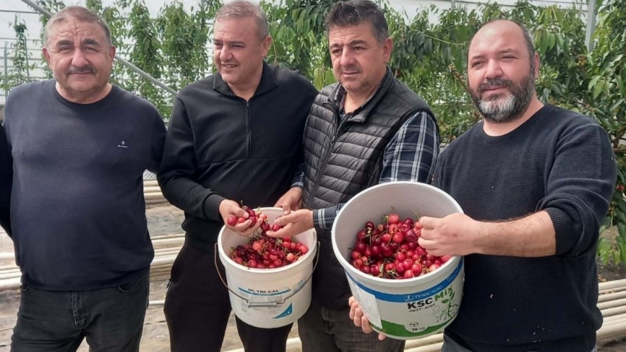 Foto - Jeotermal serada yetiştirildi! O kirazların ilk hasadı yapıldı