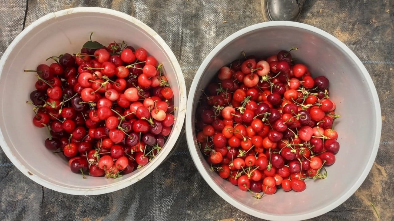 Foto - Jeotermal serada yetiştirildi! O kirazların ilk hasadı yapıldı