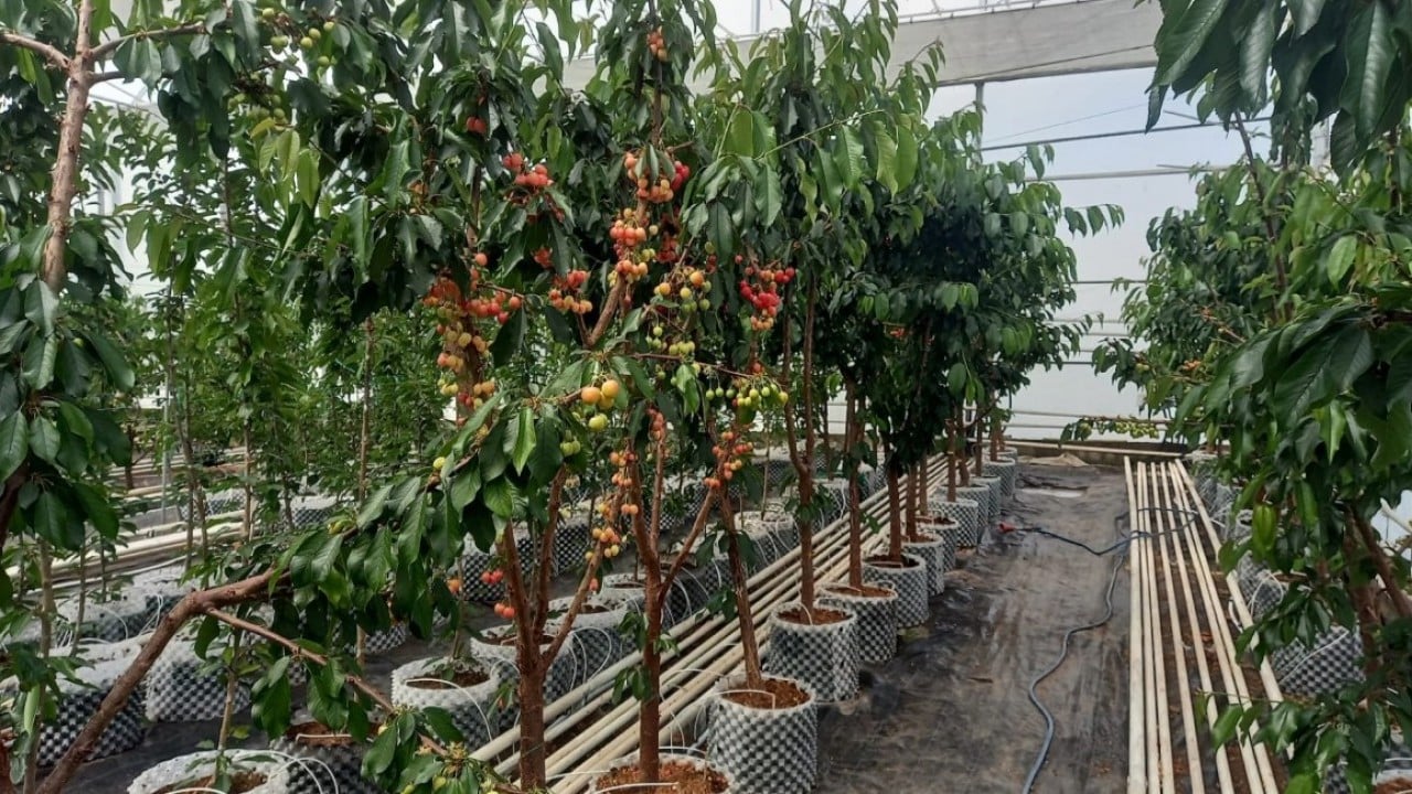 Foto - Jeotermal serada yetiştirildi! O kirazların ilk hasadı yapıldı