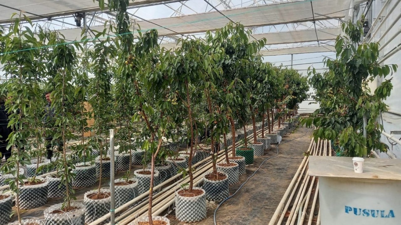 Foto - Jeotermal serada yetiştirildi! O kirazların ilk hasadı yapıldı