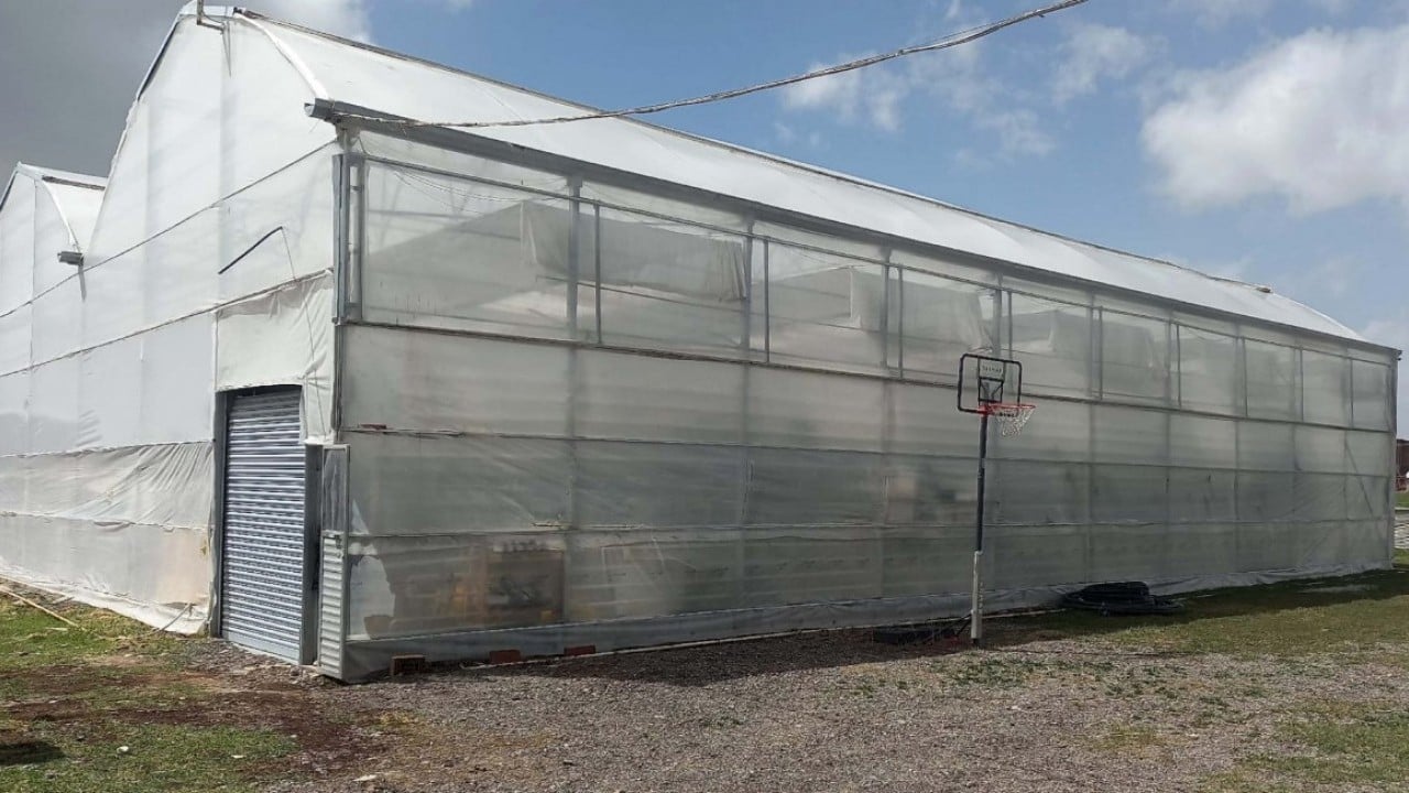 Foto - Jeotermal serada yetiştirildi! O kirazların ilk hasadı yapıldı