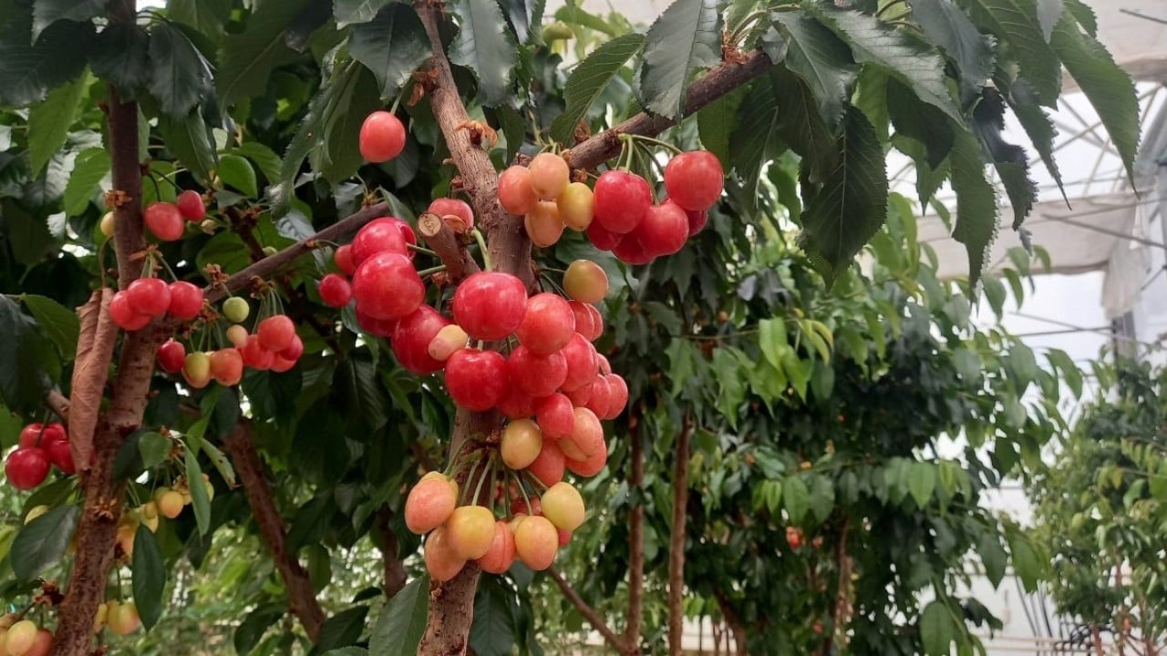 Jeotermal serada yetiştirildi! O kirazların ilk hasadı yapıldı