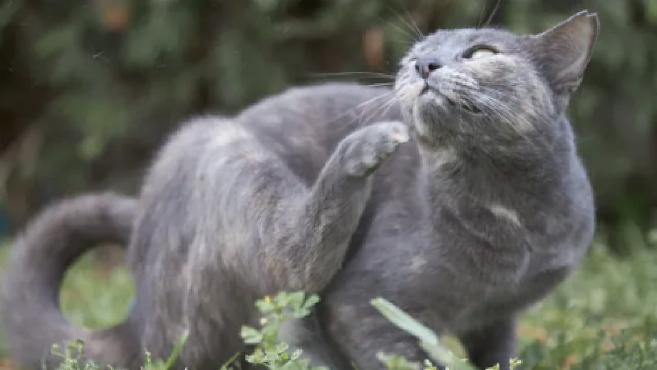 Foto - Kabustan uyanın: Evdeki pirelere elveda! Kimyasal kullanmadan doğal yollarla...