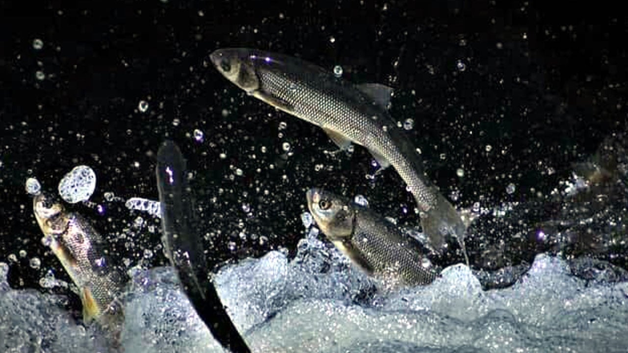 Foto - Kaçak avcılığa karşı 7/24 denetim! Van Gölü’nde inci kefali göçü başladı